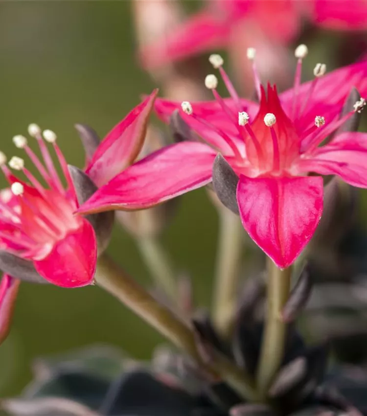 Graptopetalum