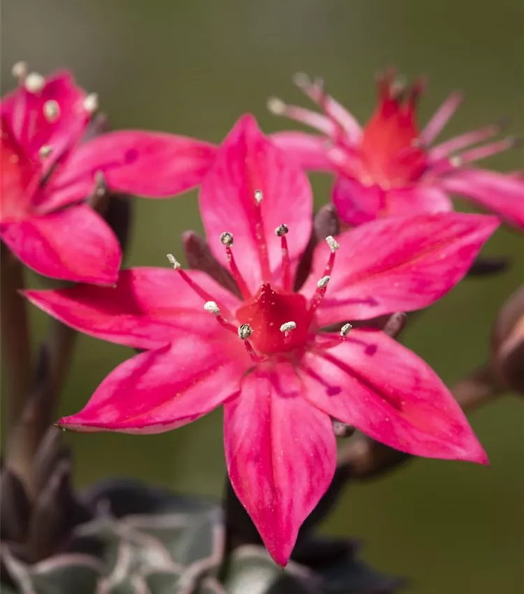 Graptopetalum