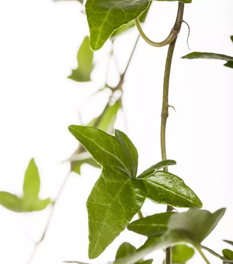 Hedera helix 'Shamrock', Efeu 'Shamrock' | RICOTER Erdaufbereitung AG