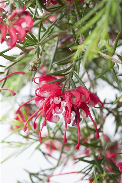 Grevillea robusta, Australische Silbereiche | RICOTER Erdaufbereitung AG