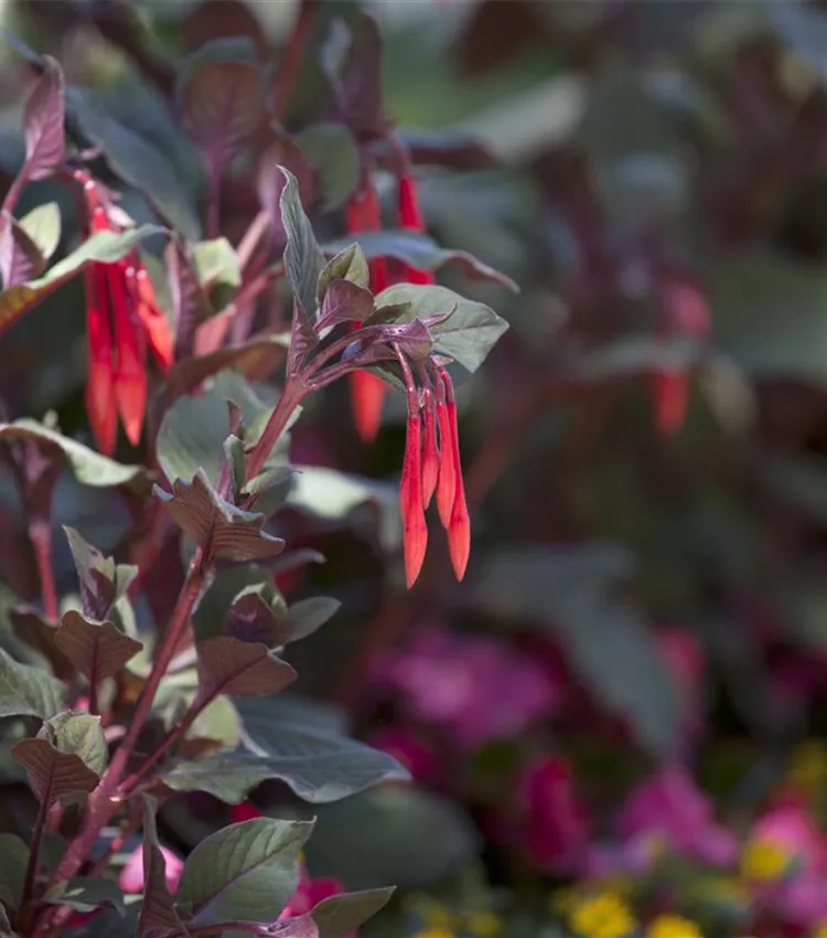 Fuchsia