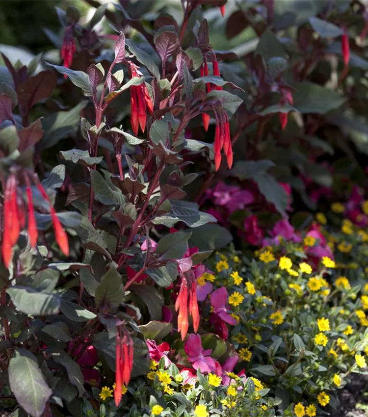 Fuchsia