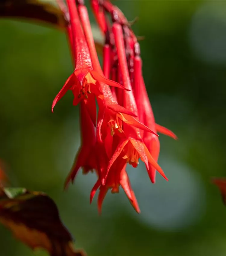 Fuchsia