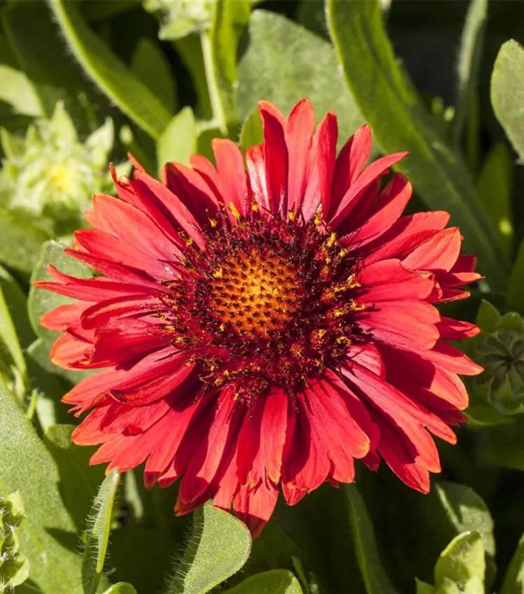 Prärie-Kokardenblume SpinTop 'Red'