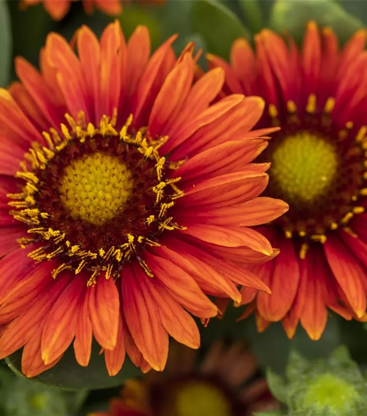 Prärie-Kokardenblume SpinTop 'Red'