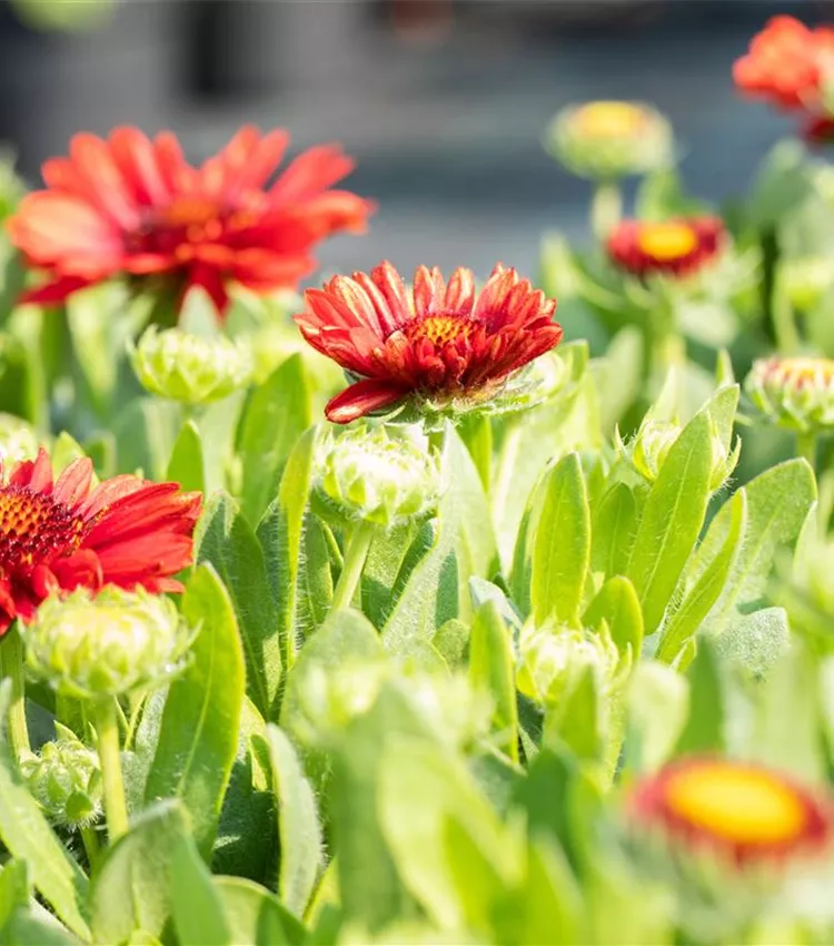 Prärie-Kokardenblume SpinTop 'Red'