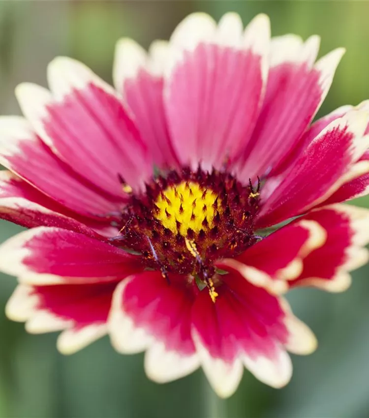 Gaillarde 'Sunset 'Mexican''