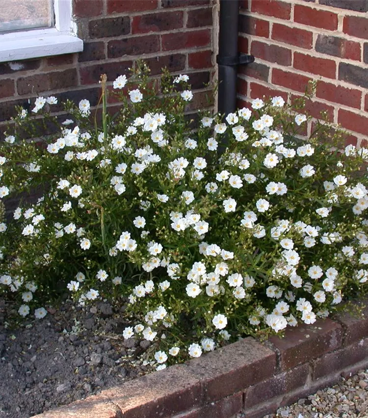 Garten-Sonnenröschen 'Eisbär'