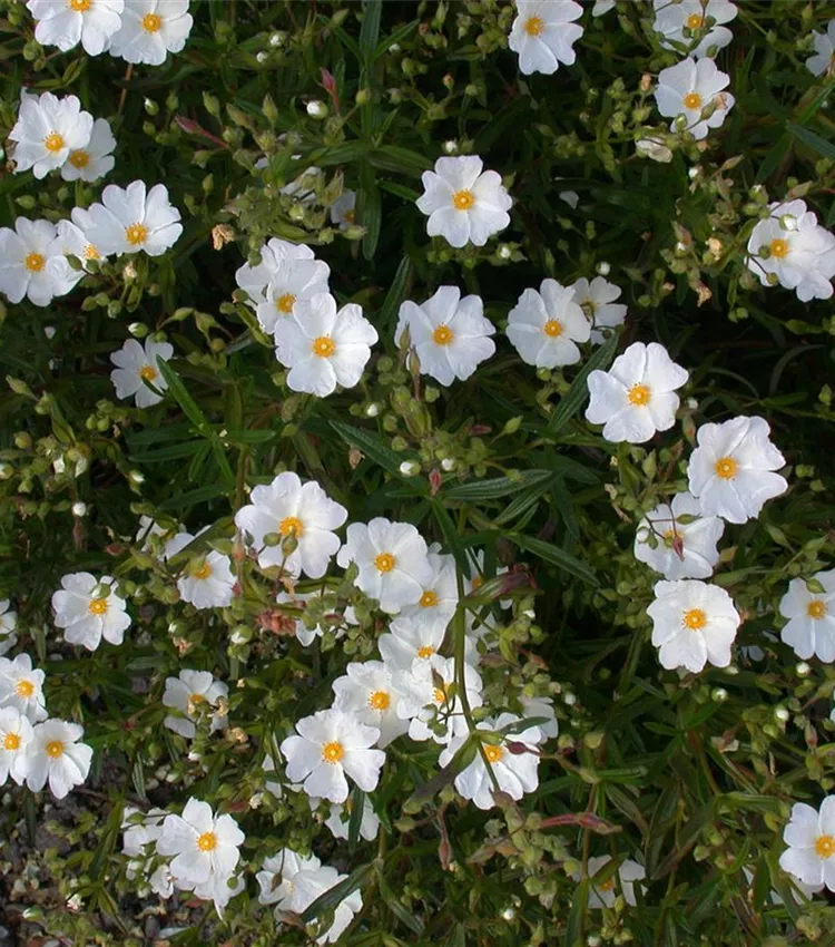 Garten-Sonnenröschen 'Eisbär'