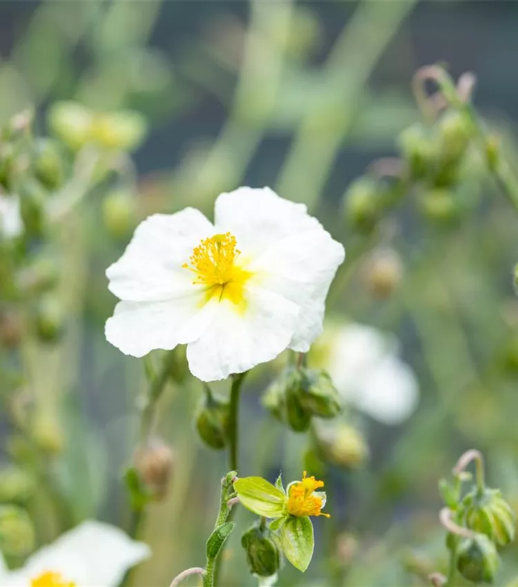 Garten-Sonnenröschen 'Eisbär'