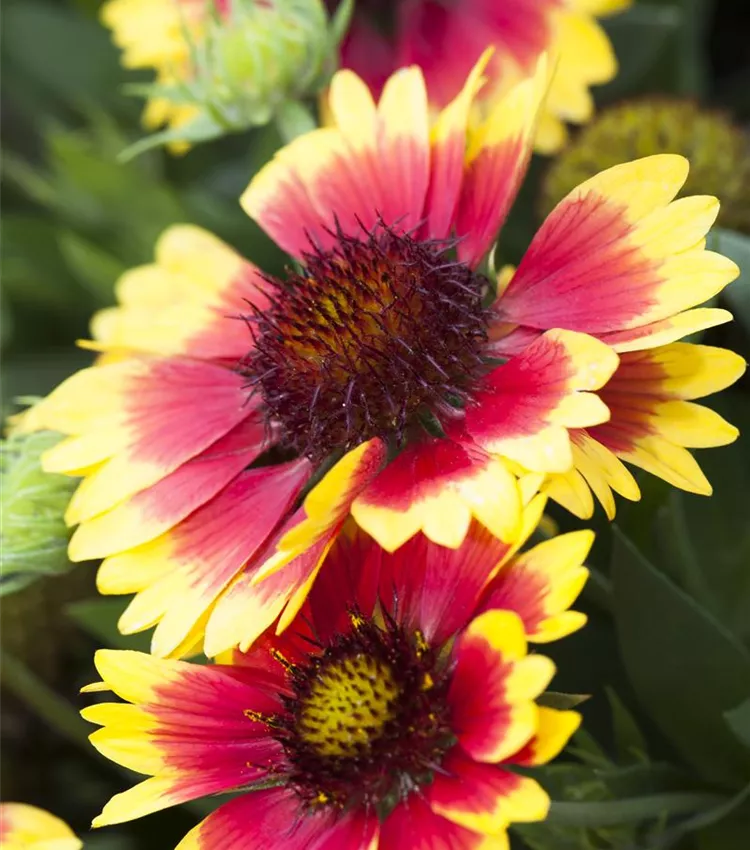 Gaillarde 'Sunset 'Mexican''
