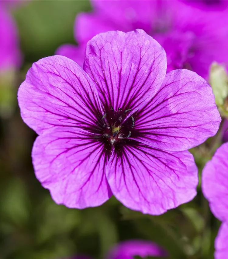 Géranium