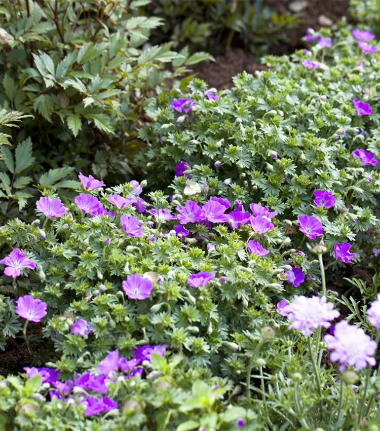 Garten-Blut-Storchschnabel 'Max Frei'