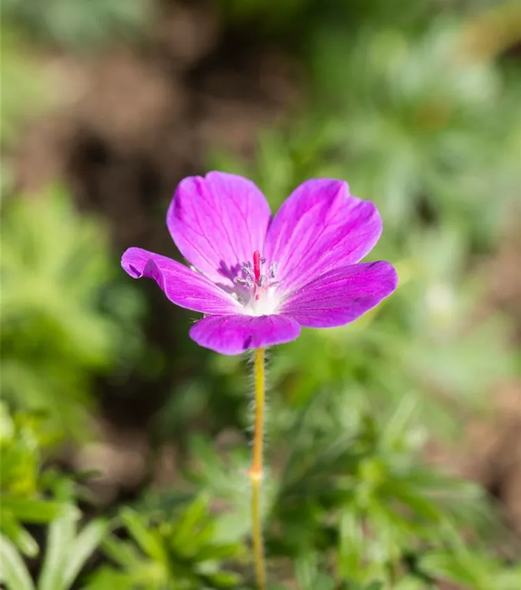 Géranium