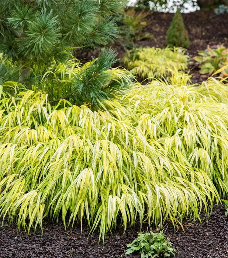 Garten-Ziergras 'All Gold'