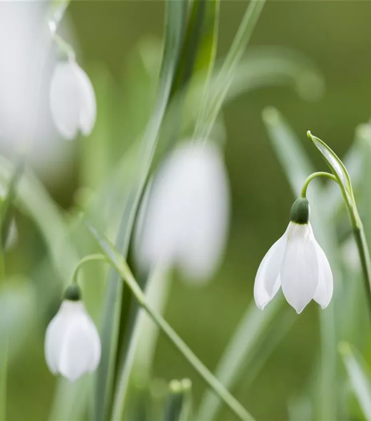 Kleines Schneeglöckchen