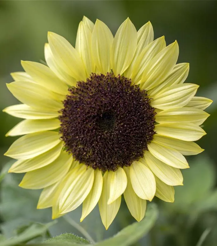 Tournesol 'Valentin'