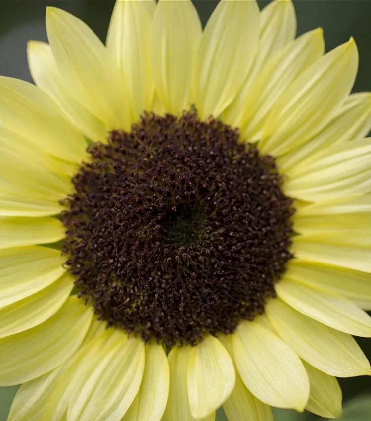 Tournesol 'Valentin'