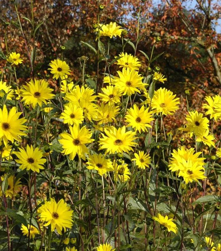 Rauhaarige Stauden-Sonnenblume