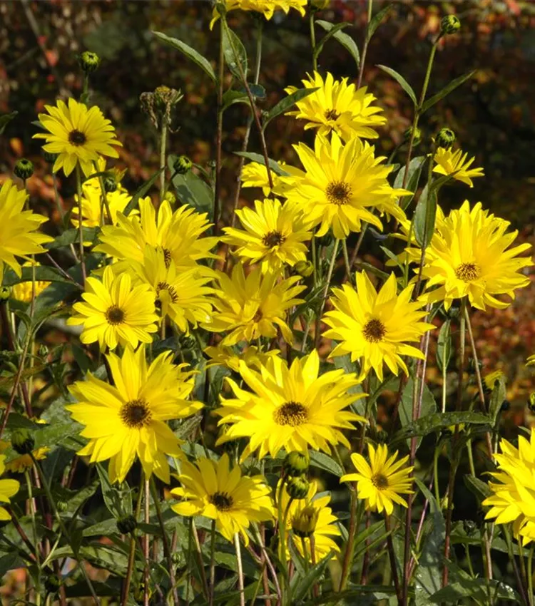 Rauhaarige Stauden-Sonnenblume