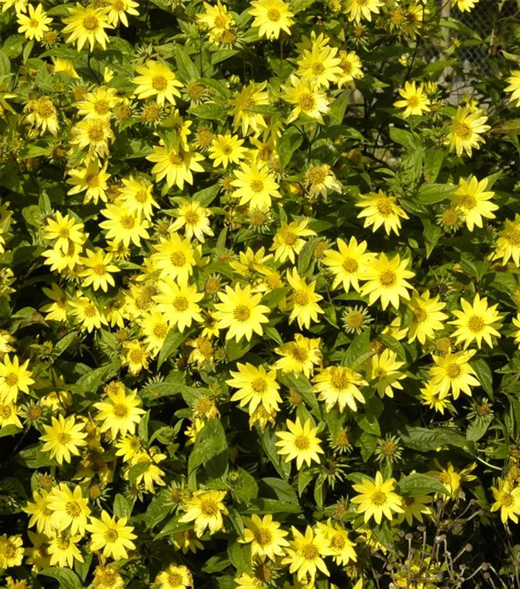 Rauhaarige Stauden-Sonnenblume