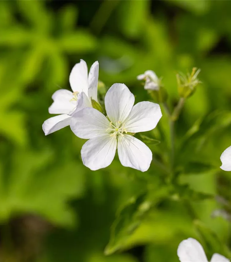 Géranium des fôrets