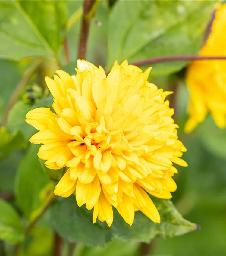 Garten-Stauden-Sonnenblume 'Soleil d´Or'