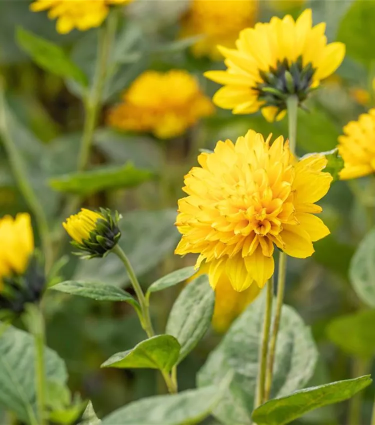 Garten-Stauden-Sonnenblume 'Soleil d´Or'