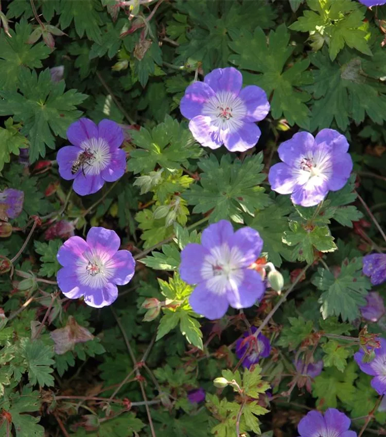 Storchschnabel 'Rozanne'®