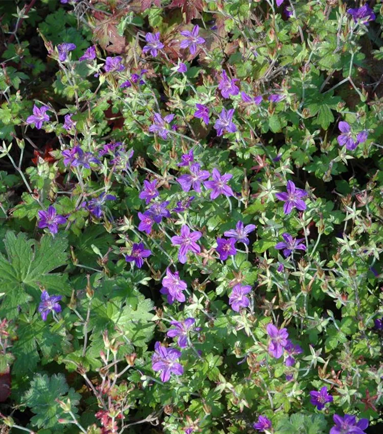 Géranium