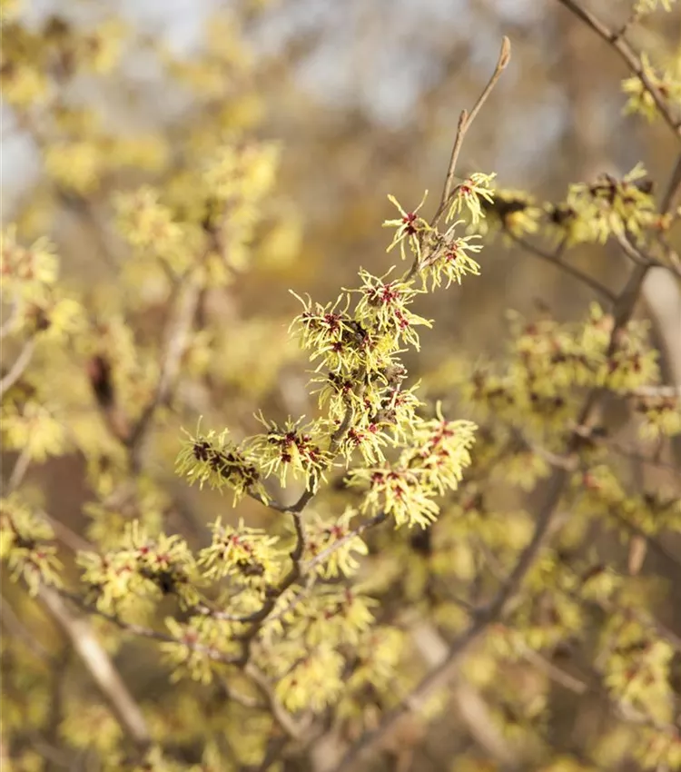 Zaubernuss 'Winter Beauty'