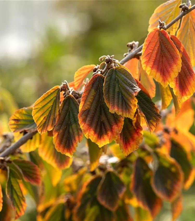 Zaubernuss 'Winter Beauty'