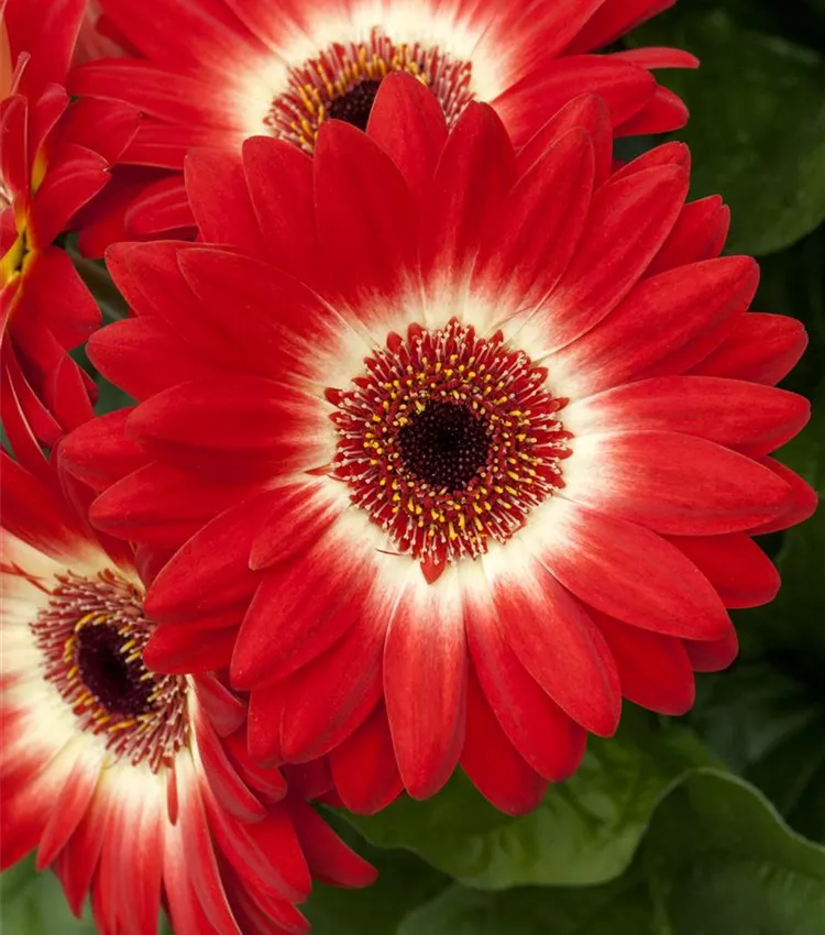 Gerbera jamesonii, Barberton-Gerbera | RICOTER Erdaufbereitung AG