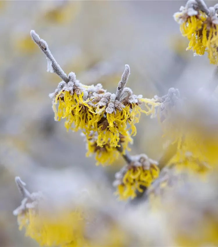 Zaubernuss 'Barmstedt´s Gold'