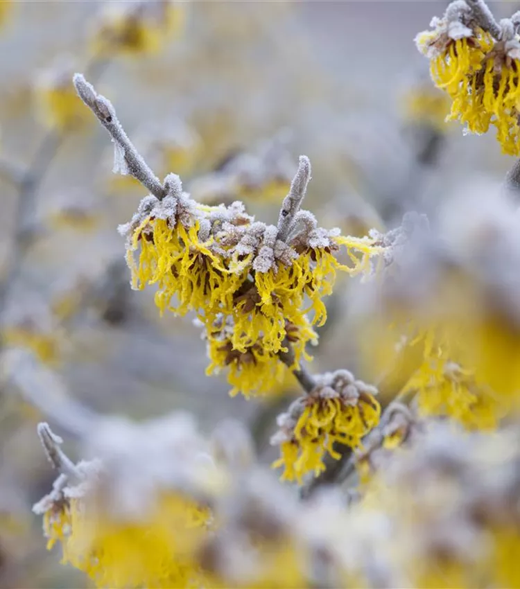 Zaubernuss 'Barmstedt´s Gold'