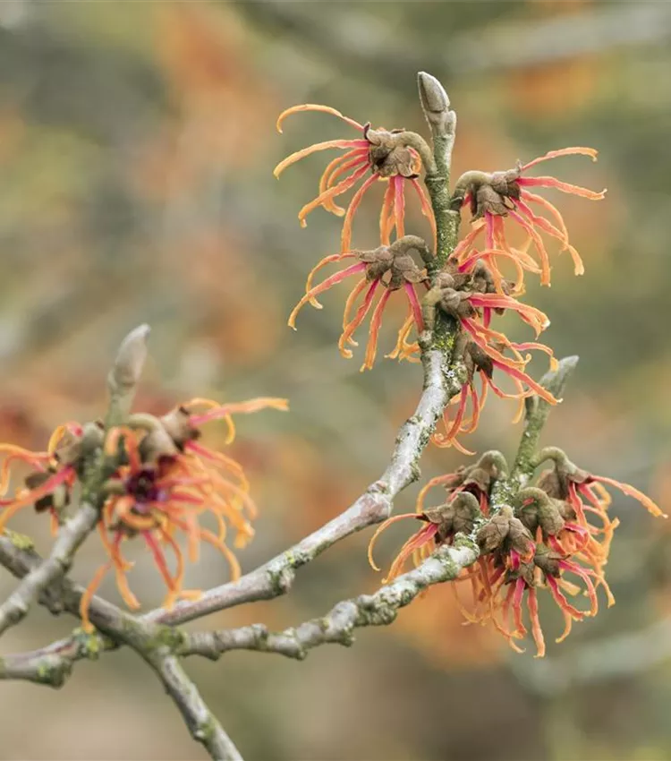 Zaubernuss 'Jelena'