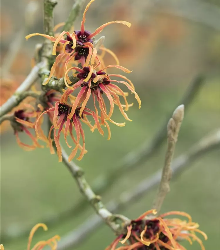 Zaubernuss 'Jelena'