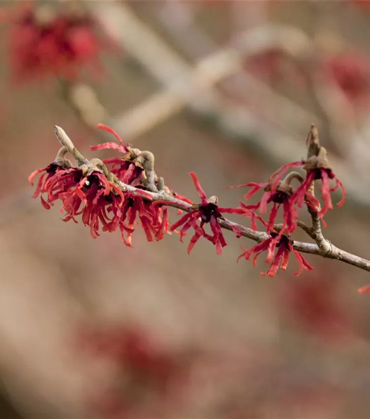 Zaubernuss 'Ruby Glow'