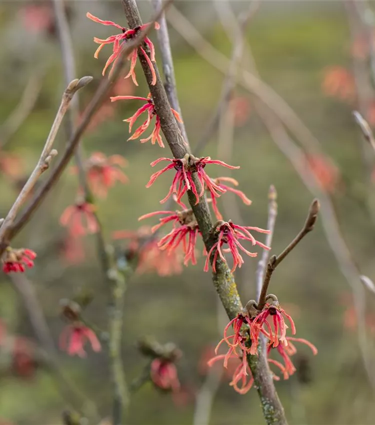 Zaubernuss 'Ruby Glow'
