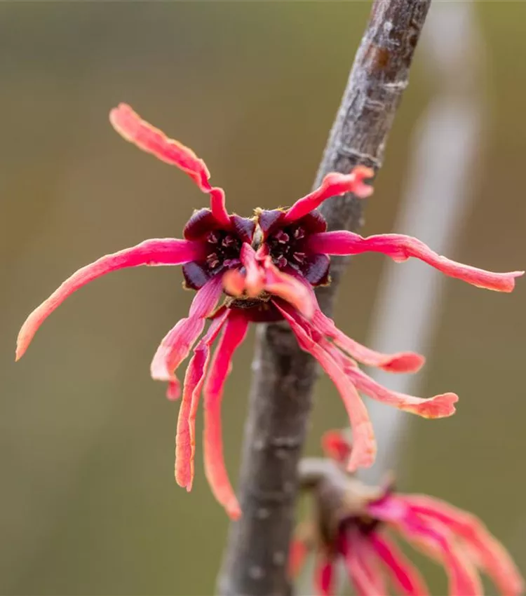 Zaubernuss 'Ruby Glow'