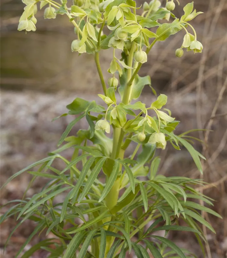 Palmblatt-Nieswurz