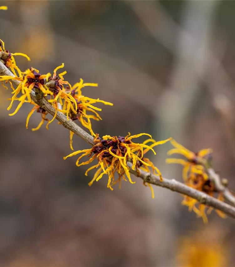 Zaubernuss 'Winter Beauty'
