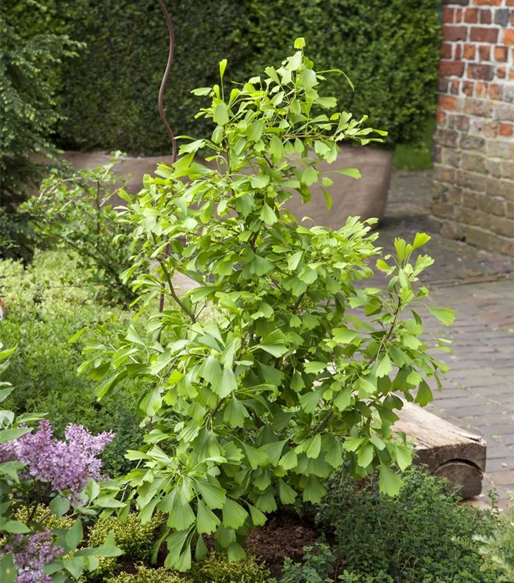 Fächerblattbaum 'Saratoga'