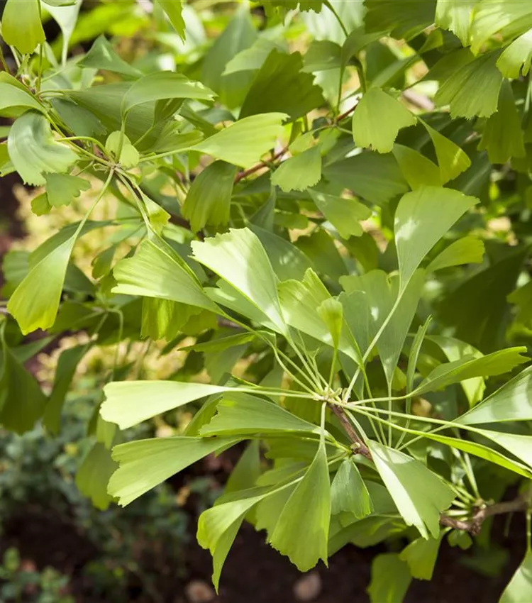 Fächerblattbaum 'Saratoga'