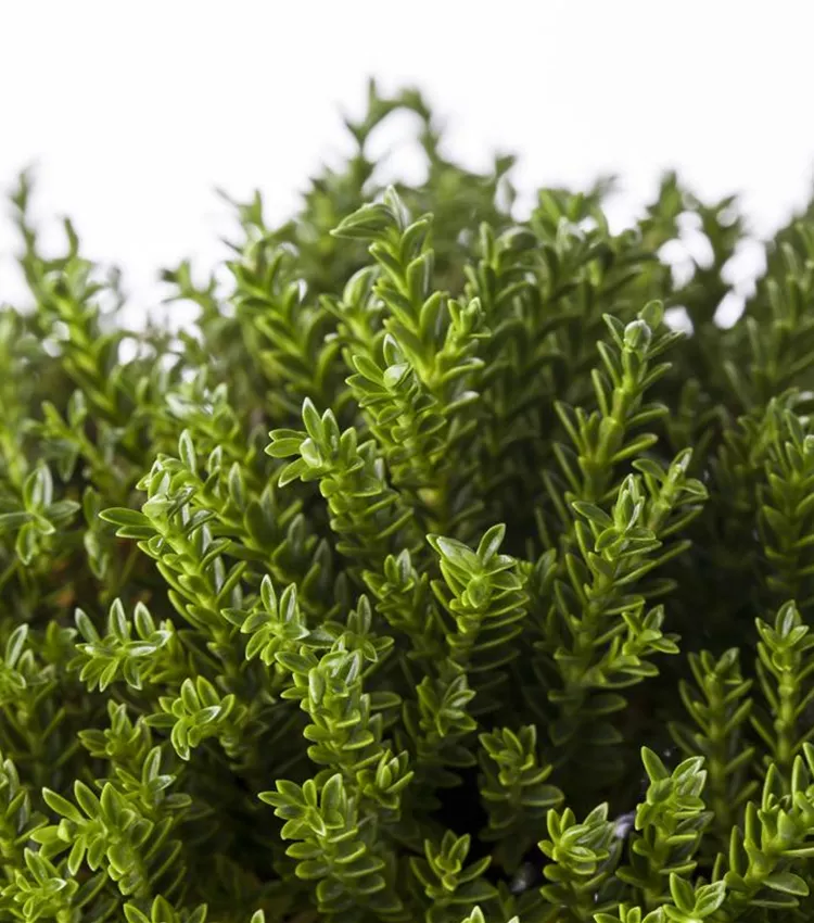 Buchsblättrige Strauchveronika Buchsblättrige Strauchveronika