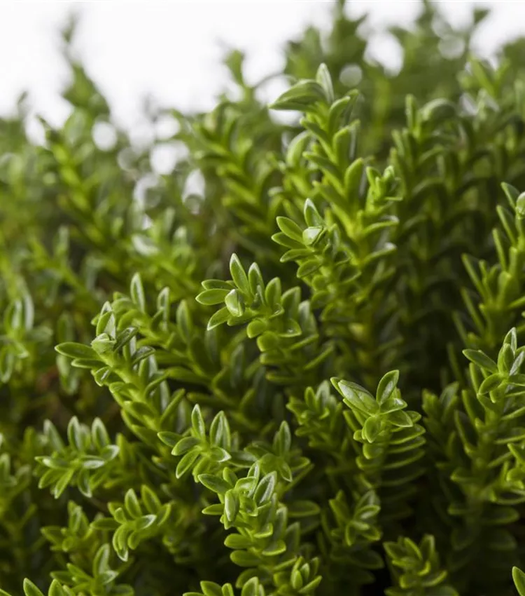 Buchsblättrige Strauchveronika Buchsblättrige Strauchveronika