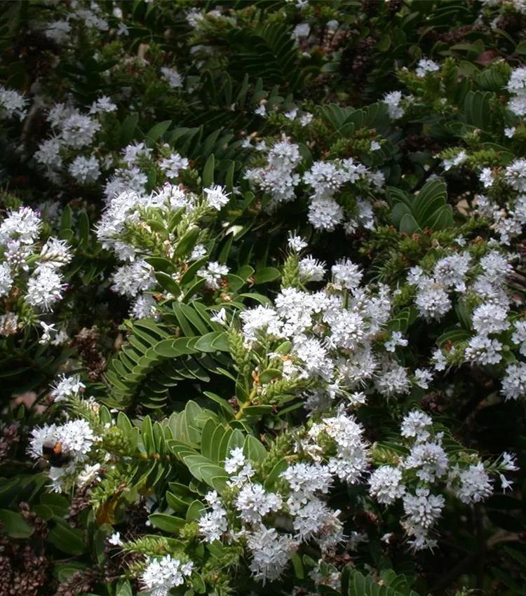 Buchsblättrige Strauchveronika Buchsblättrige Strauchveronika