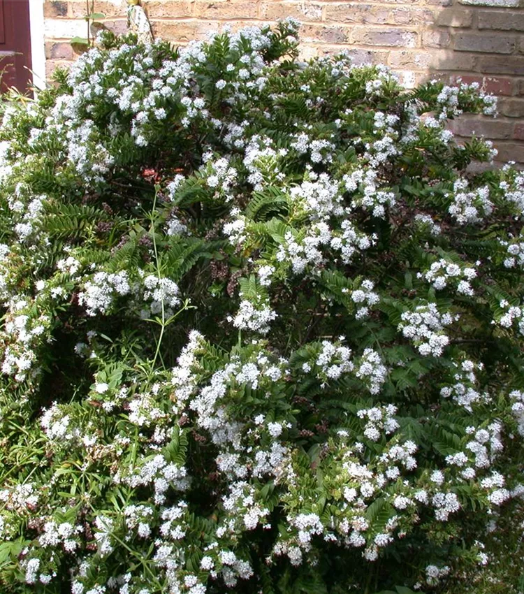 Buchsblättrige Strauchveronika Buchsblättrige Strauchveronika