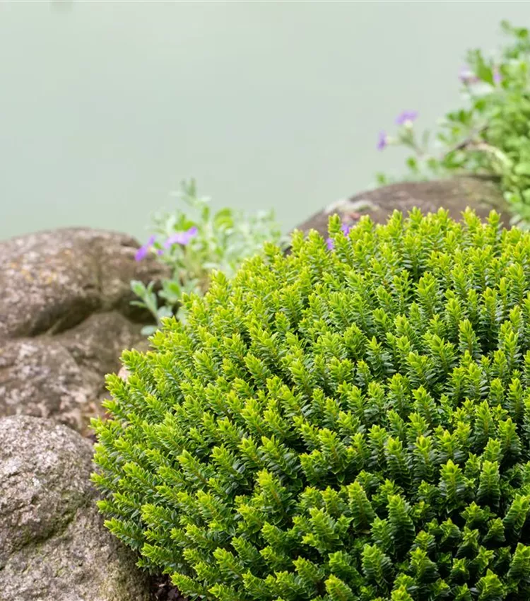 Buchsblättrige Strauchveronika Buchsblättrige Strauchveronika