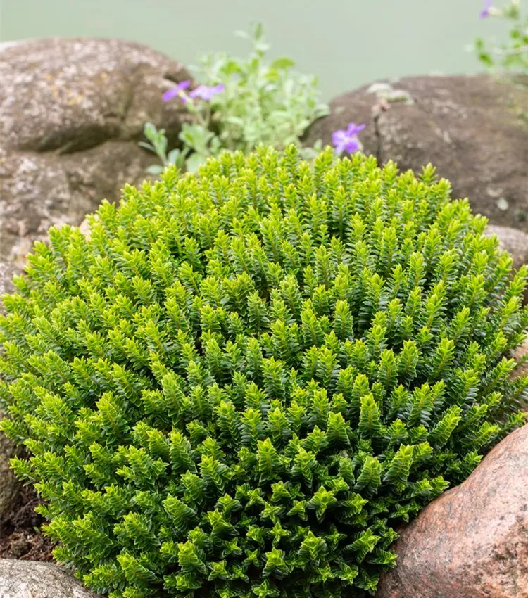 Buchsblättrige Strauchveronika Buchsblättrige Strauchveronika